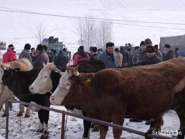 •  Fotó: Gligor Róbert László