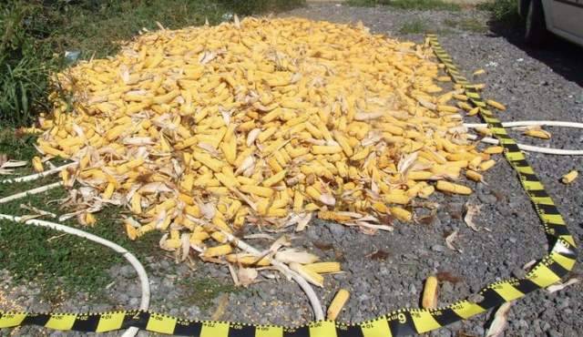 Kerékpárral szállították a lopott kukoricát