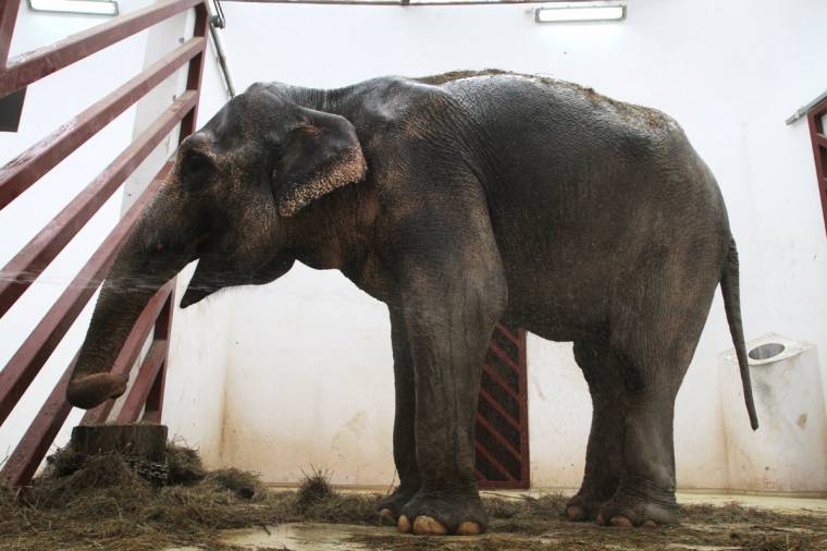 Tánja jól van, hamarosan társat kaphat