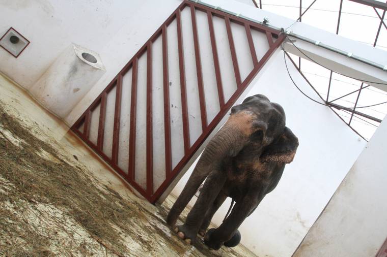 Lassan barátkozik környezetével Tánja, az elefánt