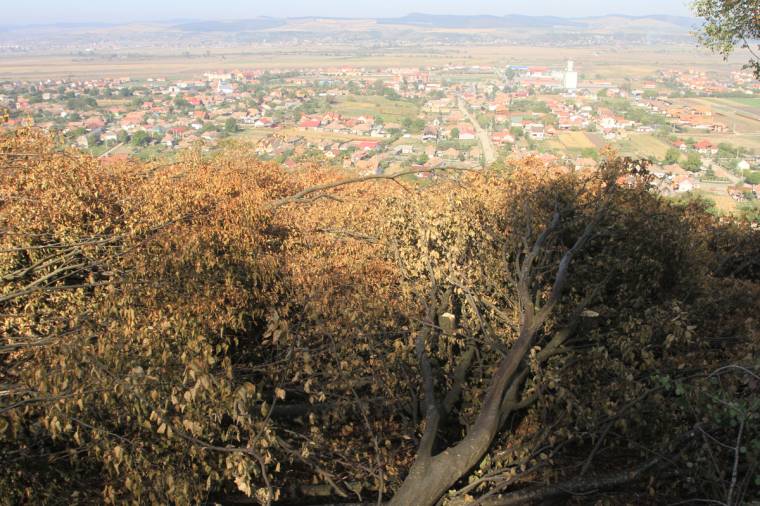 Facsemetékkel kerítették be az erdőt