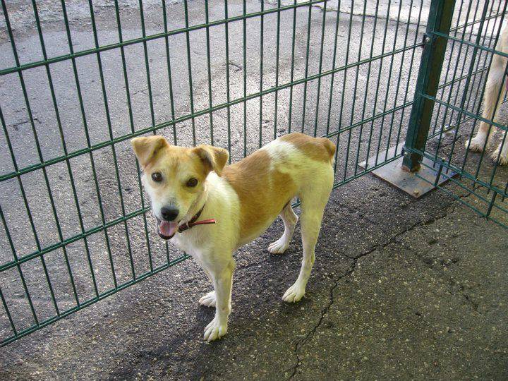 Nemcsak az embernek van szüksége otthonra