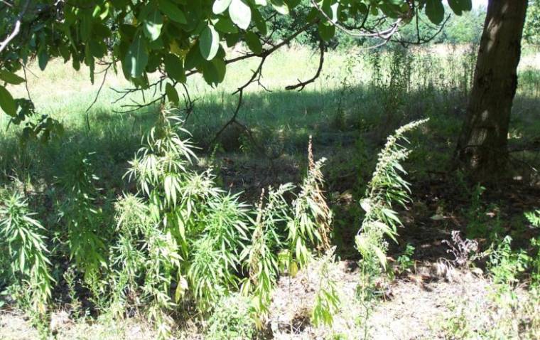 Drogtermesztőt vettek őrizetbe