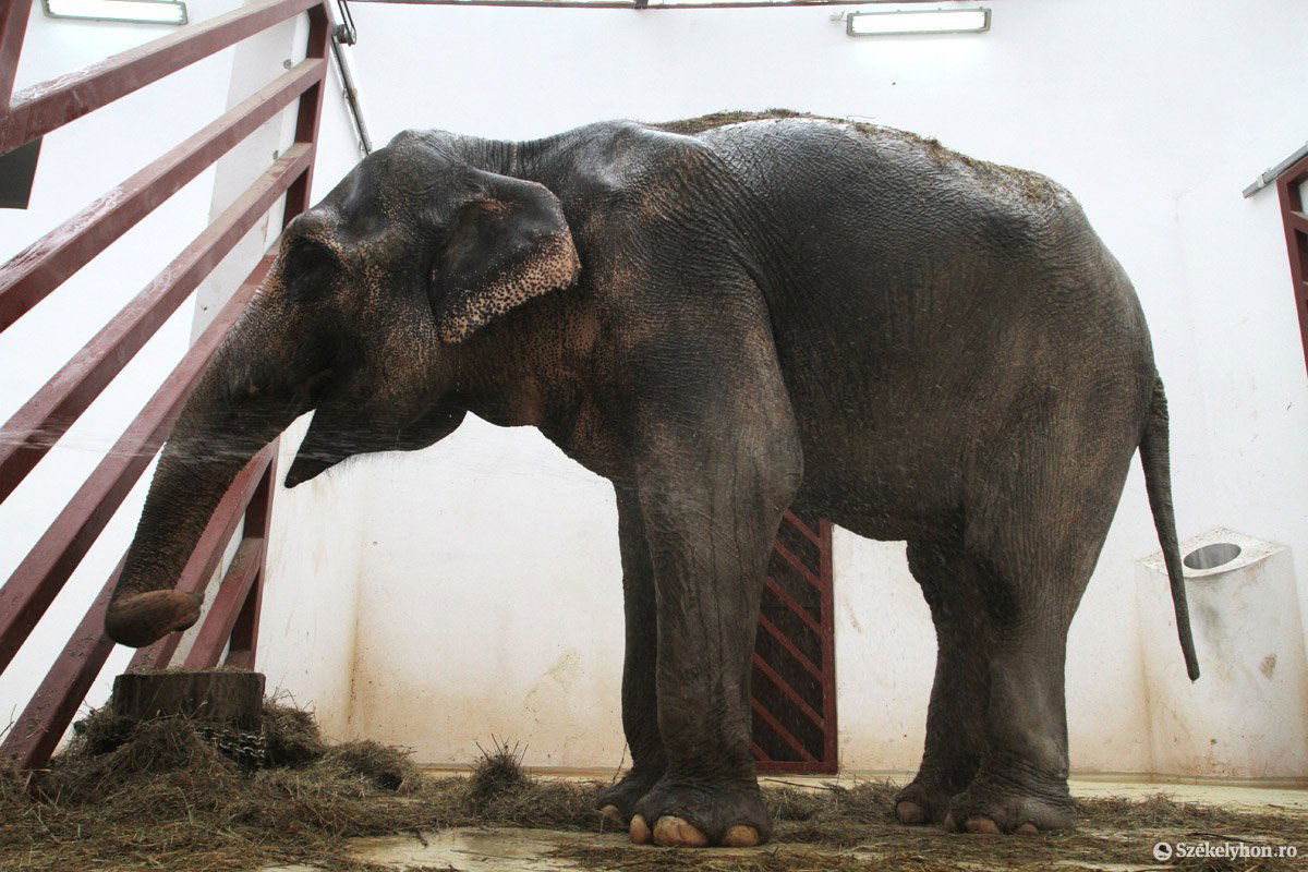 •  Fotó: Boda L. Gergely