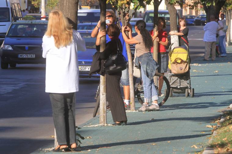 Angol szakértőkre hivatkozva irtják majd a fákat