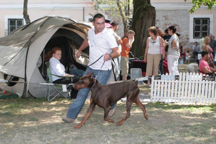 Csaholástól lesz hangos a lovarda