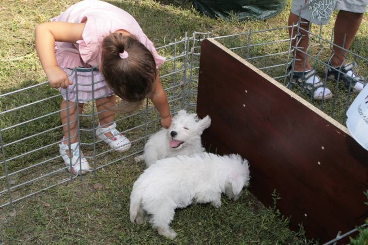 Kutyák versenyeztek Drakula nevében