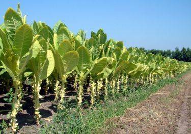 Tizenkét évesen dohánynövényt lopott