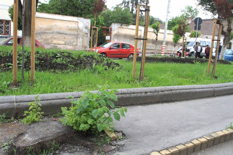 A törvény sem menti meg a fákat