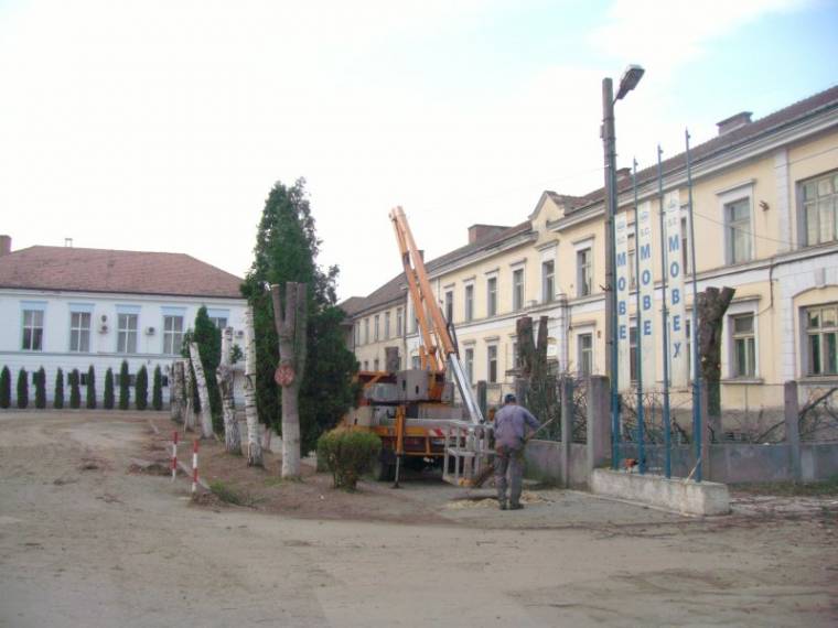 Ismét nekiestek a fáknak – olvasóinknak fáj...
