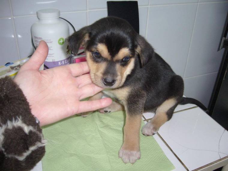 Egy rottweiler is gazdára vár