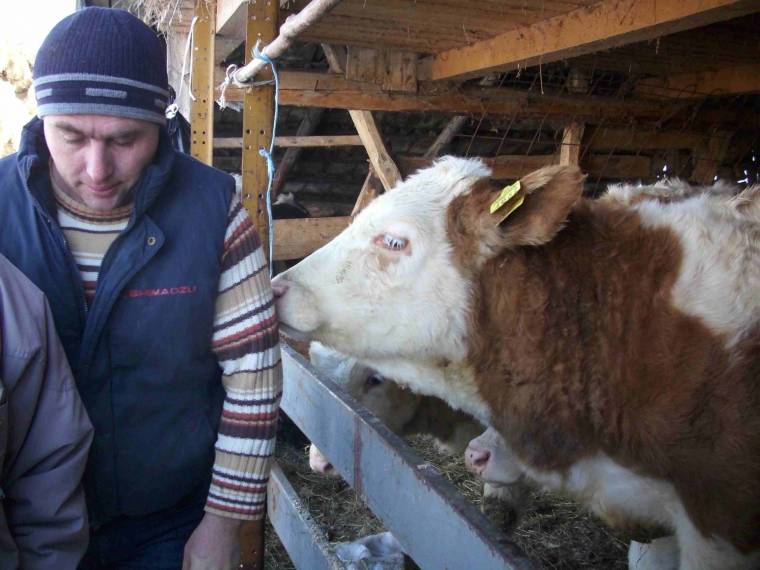 Istvánházától Marosveresmartig folyik a tej