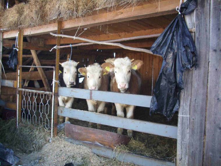 Garázdálkodnak a tolvajok