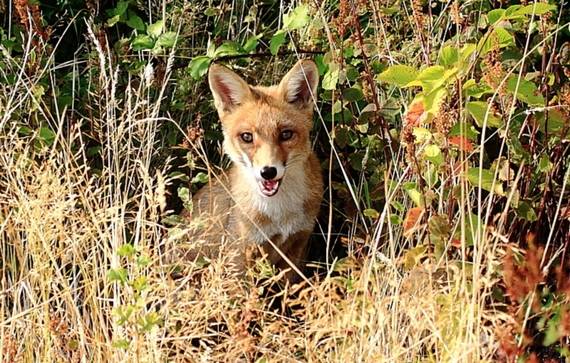 Veszettség-gyanús rókák miatt oltanak