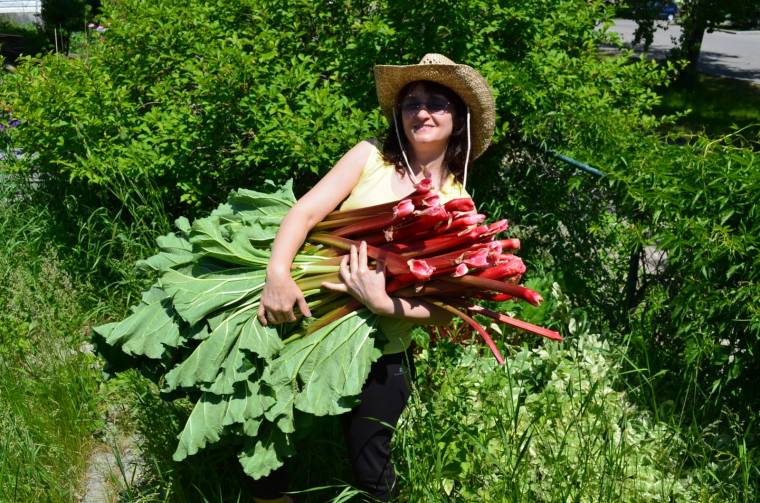 Rebarbaraünnep Szászkézden