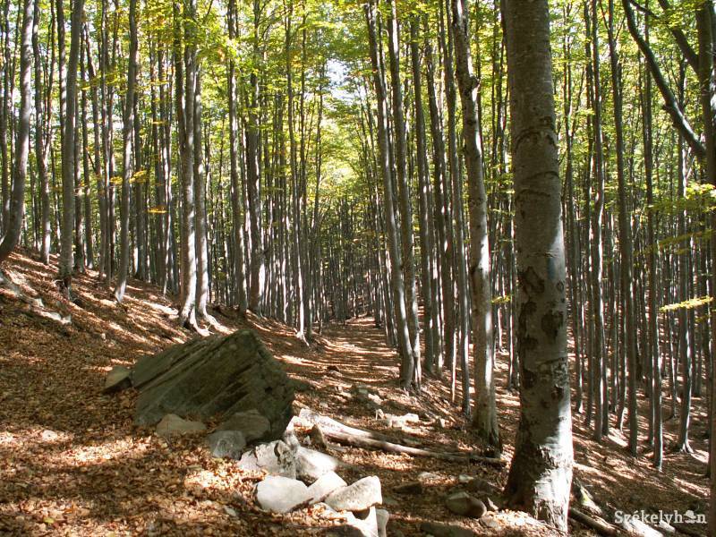 • Fotó: www.ekemvh.ro