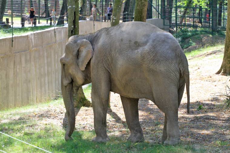 Miért nem fagyiznak az állatok az állatkertben?