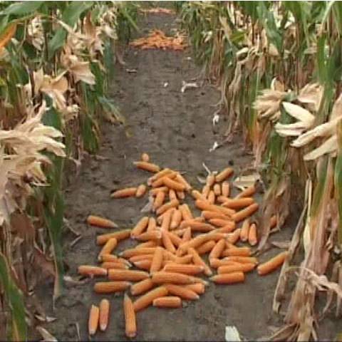 Terménytolvajok Mikefalván