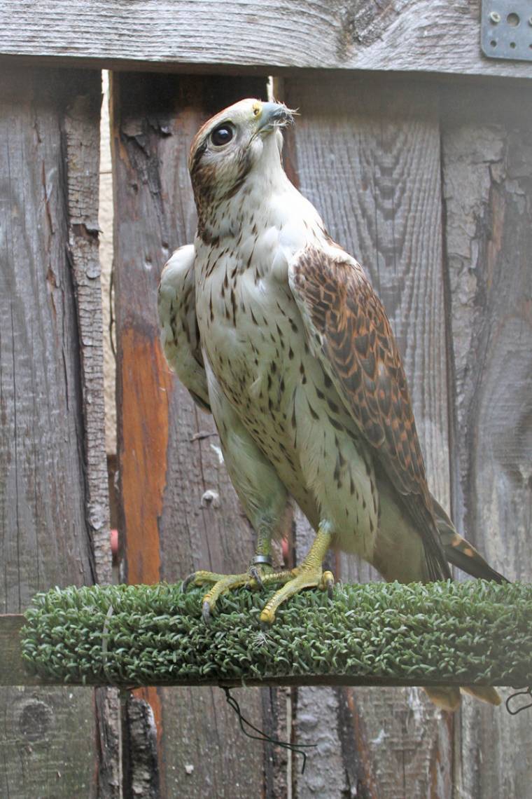 Menhely: esély a halálra ítélt madaraknak