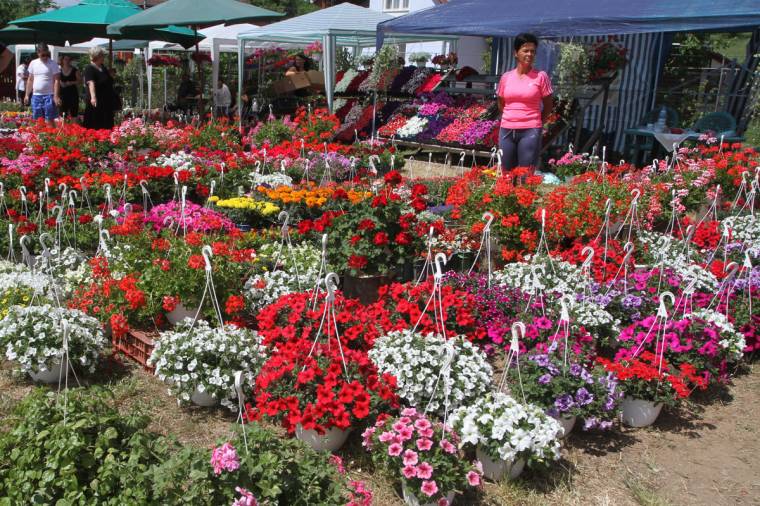 Virágba borult Udvarfalva