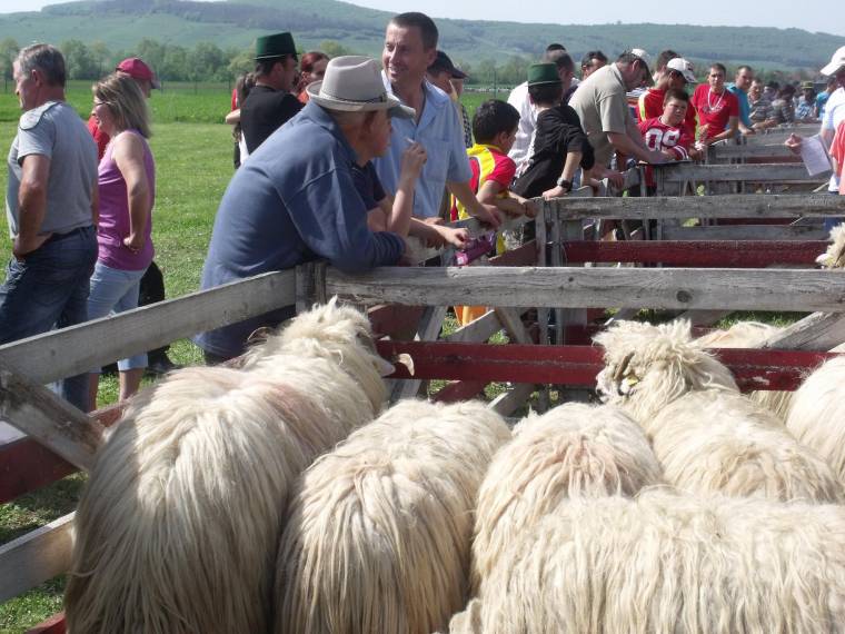Nyárádgálfavi juhkiállítás – új helyszín, kevesebb érdeklődő