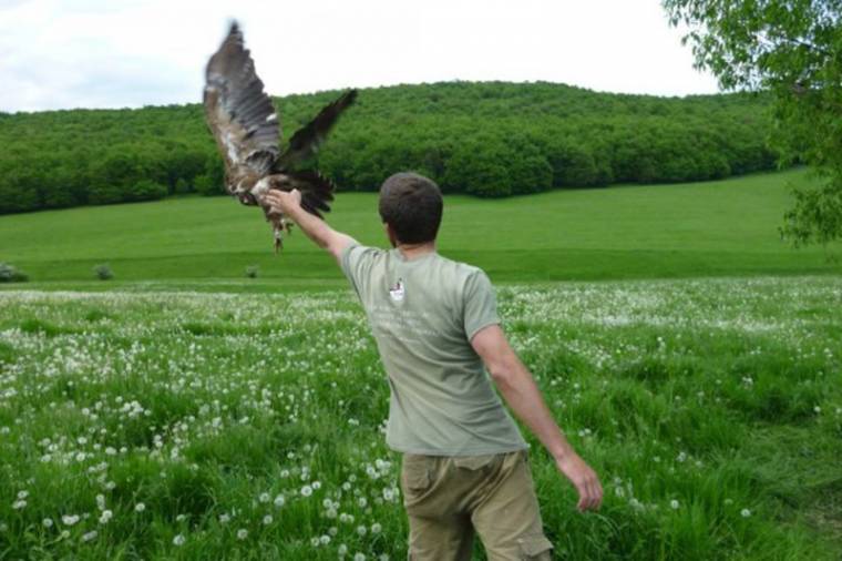 Tényleg közel a tavasz? – a medvék után a madarak is jelzik