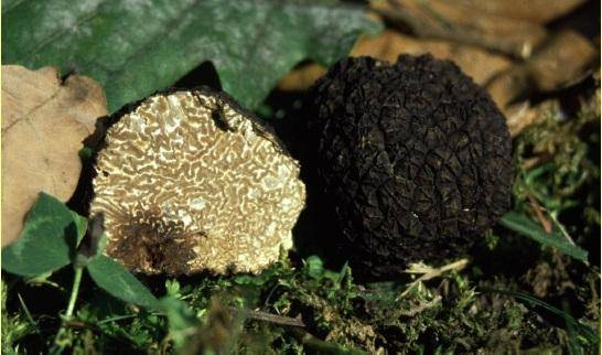 Szimpózium szarvasgombáról, mogyoróról