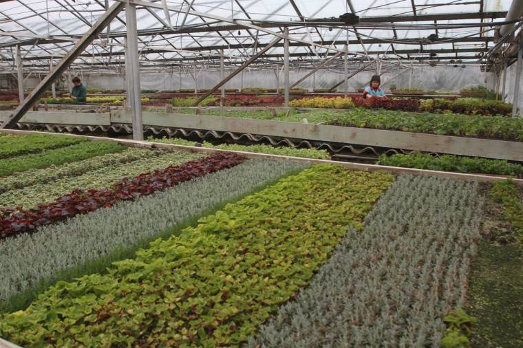 Évszak- és vezetőváltás a virágkertészetnél