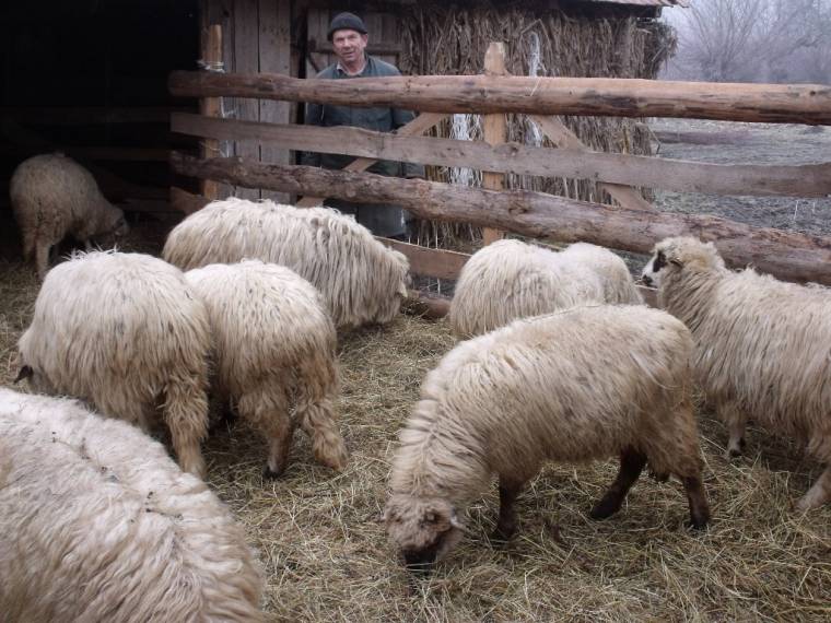 Támogatás juh- és kecsketartó gazdáknak