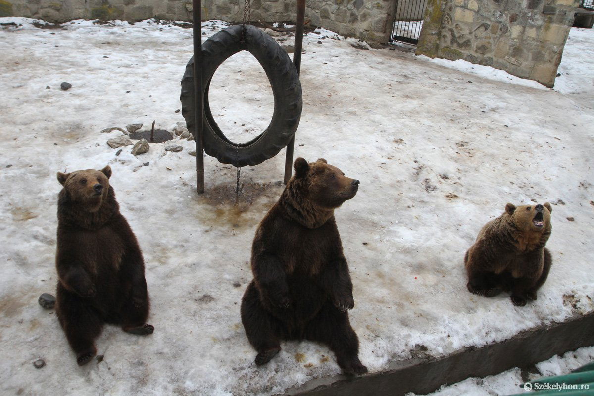•  Fotó: Boda L. Gergely