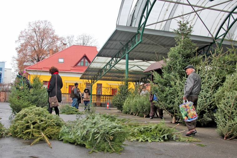 Megjelentek a karácsonyfák a marosvásárhelyi piacokon