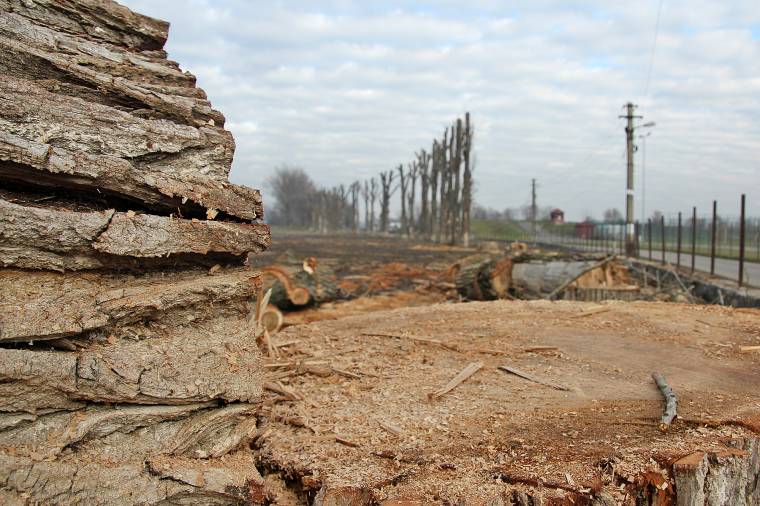 Huszonnégy tölgyfát vágtak ki mire tetten érték őket a hatóságok
