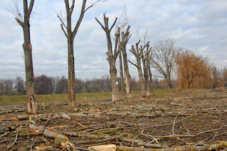 Drasztikus metszést hajtottak végre a Maros-parton