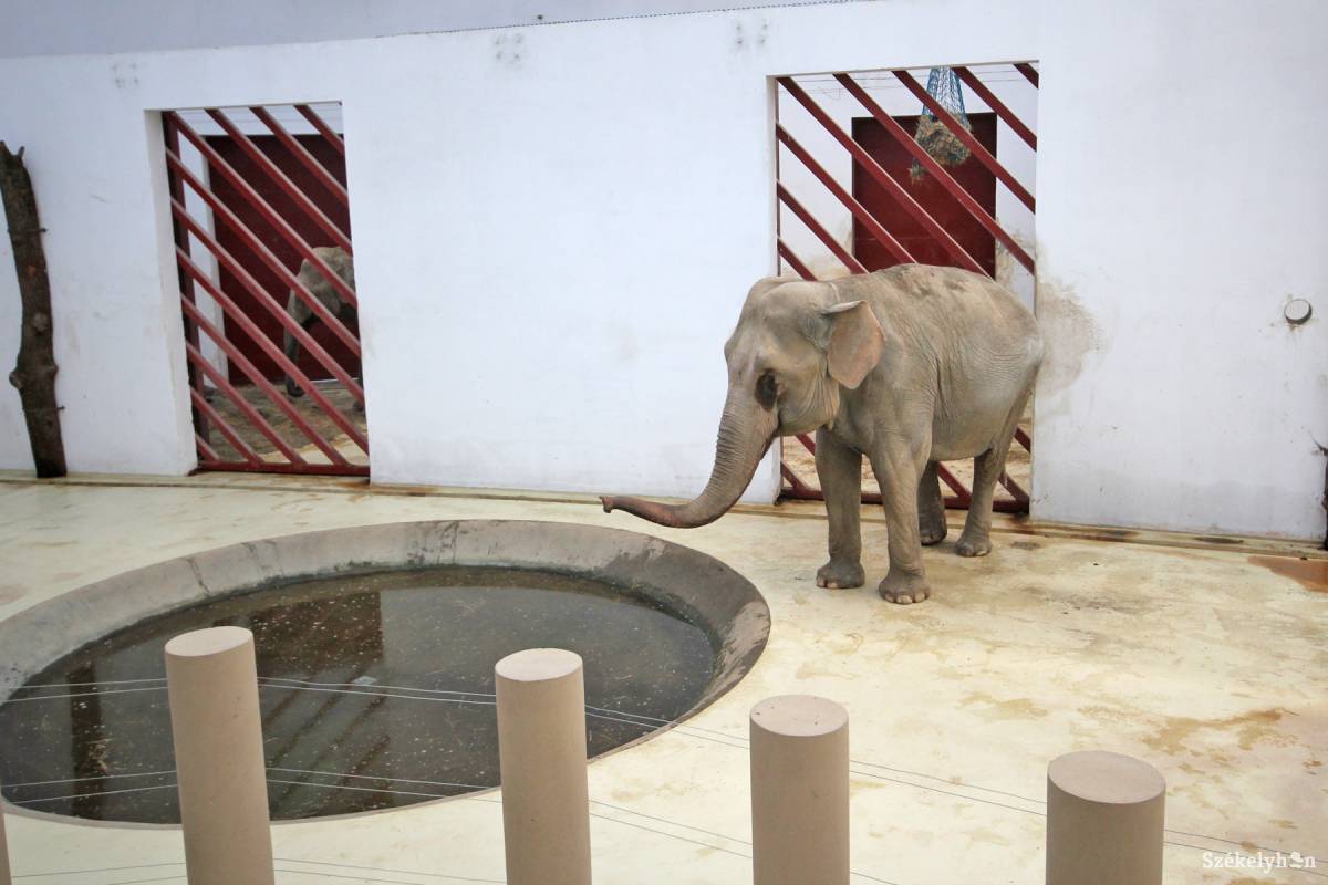 • Fotó: Boda L. Gergely