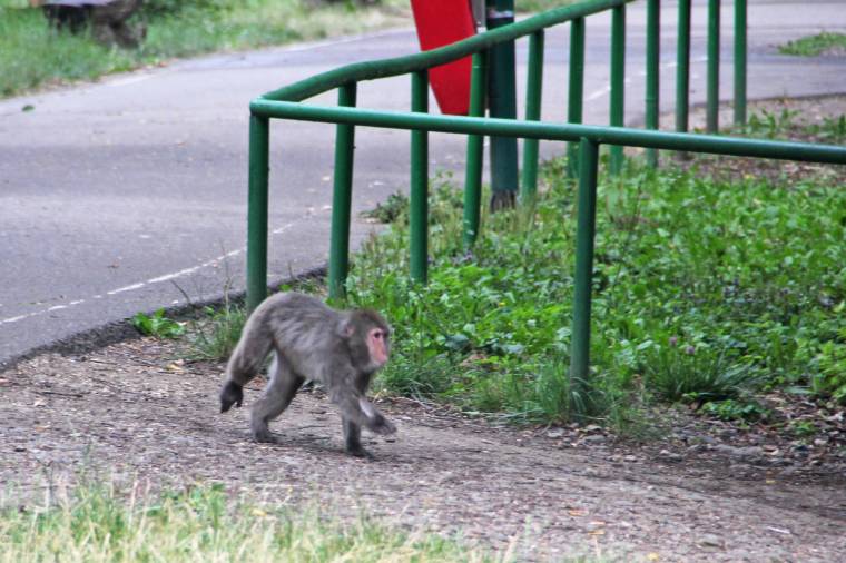 Gyermekekre „támadó” makákó az állatkertben