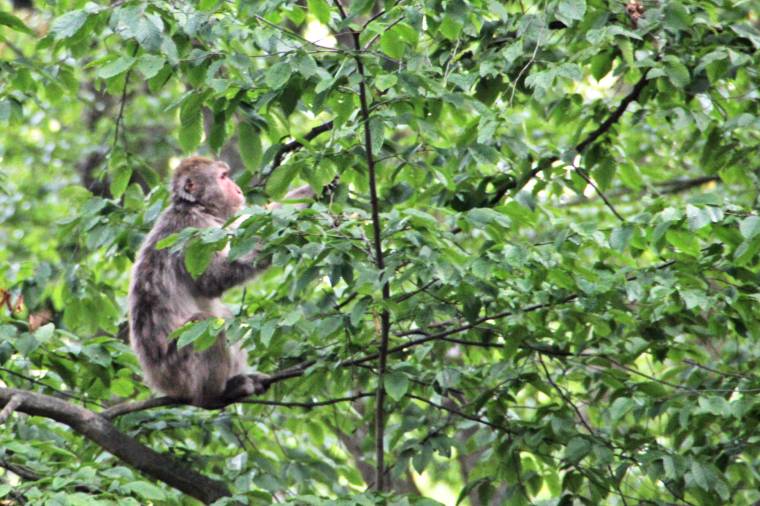 Szabadon kószáló mohó makákó a vásárhelyi állatkertben