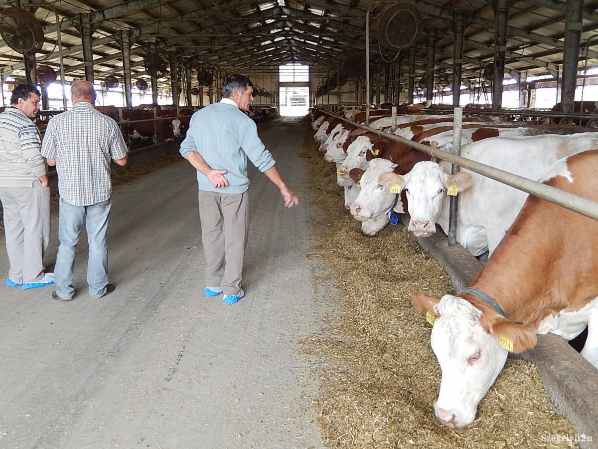 • Fotó: Gligor Róbert László