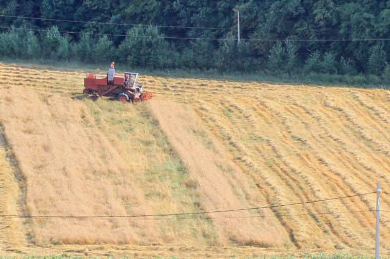 Betárolást tanácsolnak a búzatermesztőknek