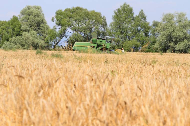 Maros megye: negyvenegy mázsa búza hektáronként