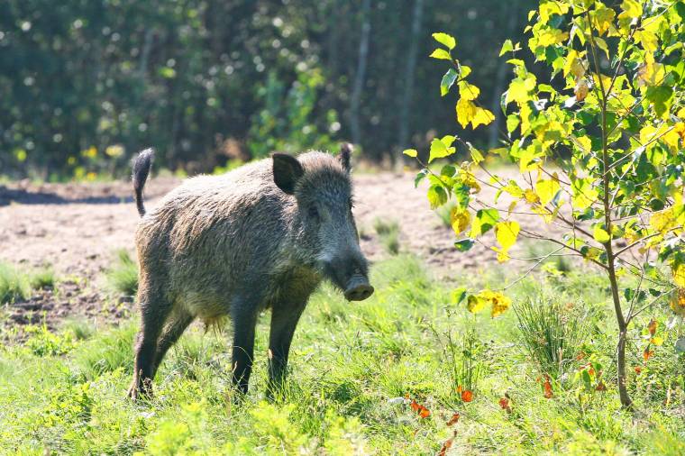 Vaddisznók túrtak fel egy kukoricaparcellát Kotormányban