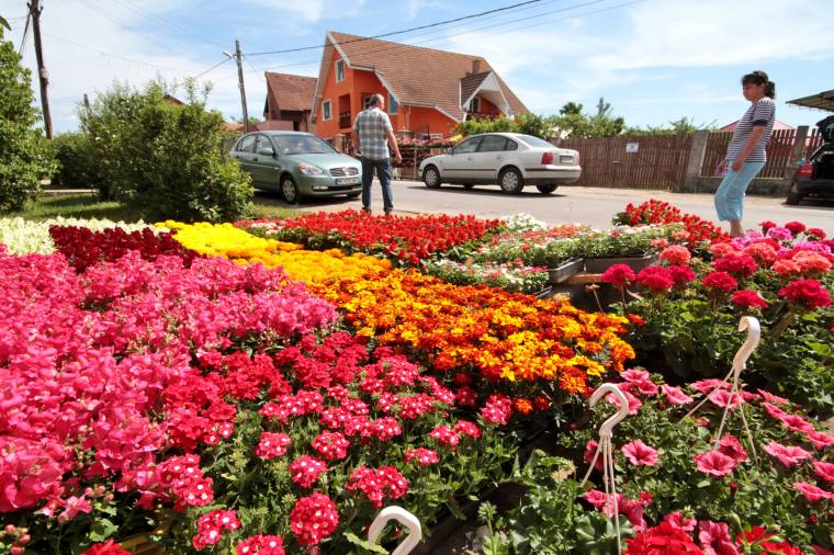 Virágba öltözik Udvarfalva