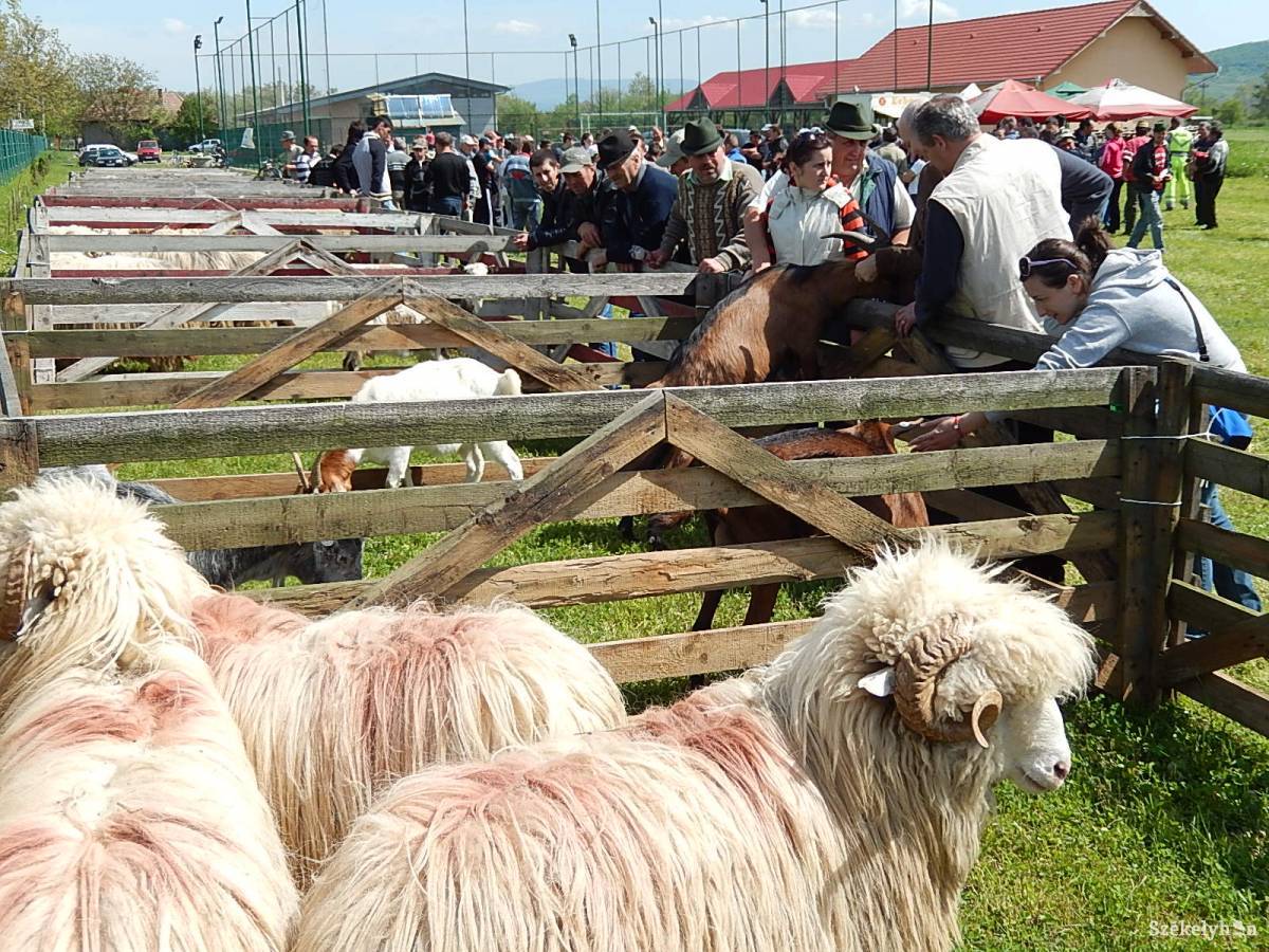 •  Fotó: Gligor Róbert László