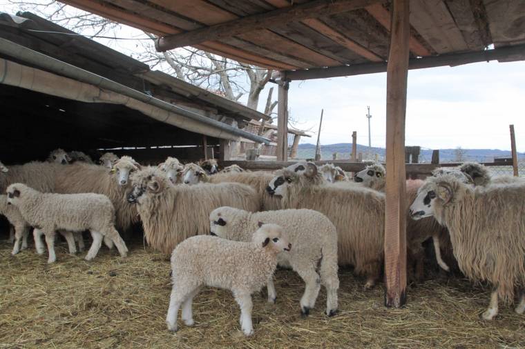 Nem tudják értékesíteni a bárányokat