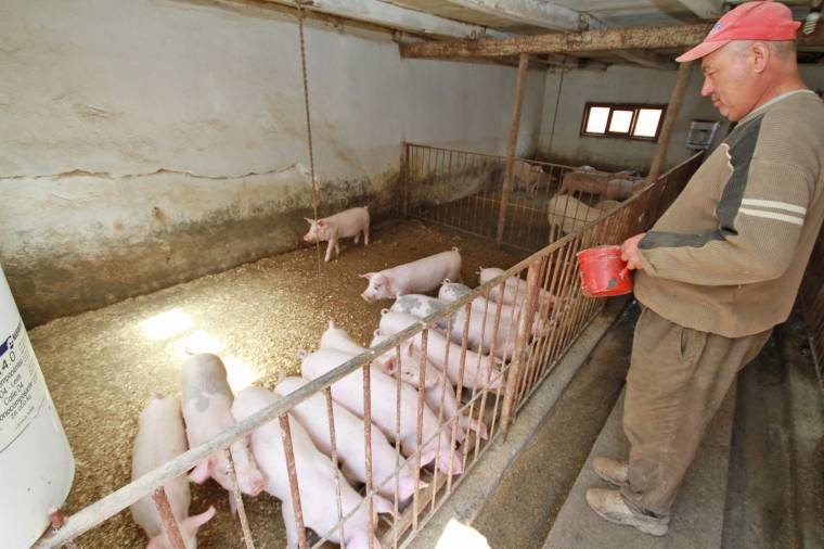 Bizonytalan a sertéságazat jövője: a tenyésztők továbbra is fantáziát látnak a disznóhizlalásban, ám sok vágóhíd inkább importál