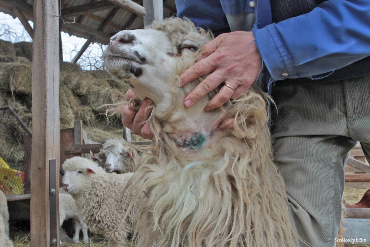 &bullet;  Fotó: Boda L. Gergely