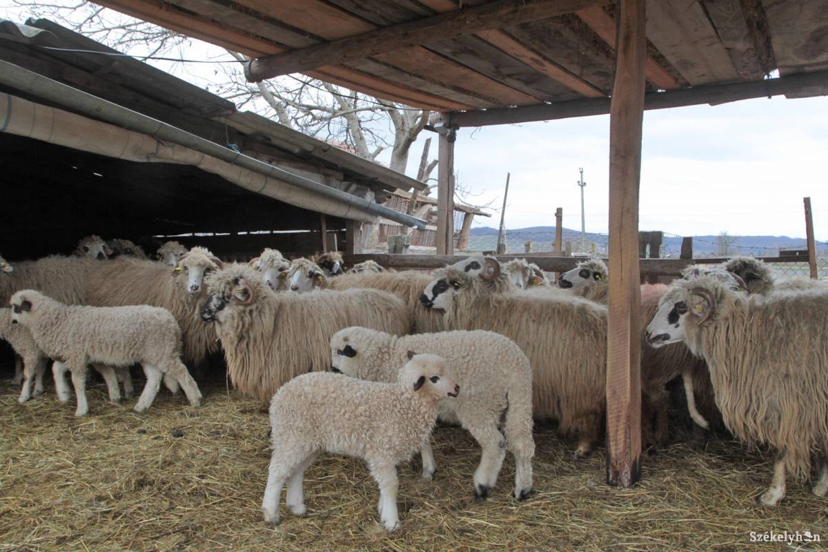&bullet;  Fotó: Boda L. Gergely