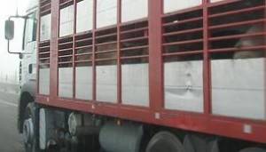 Jönnek a hideg napok, óvjuk a háziállatokat!