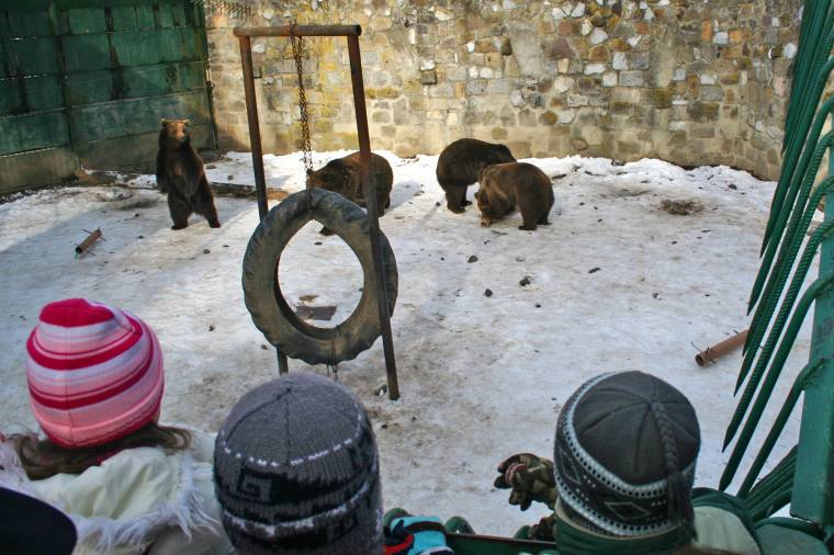 Hosszú telet „jósoltak” a vásárhelyi medvék