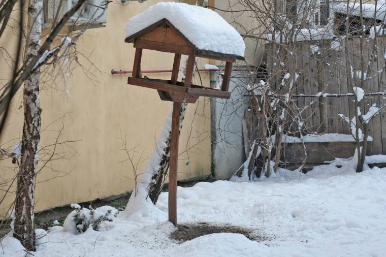 Zsúfoltabb a madárkórház télen