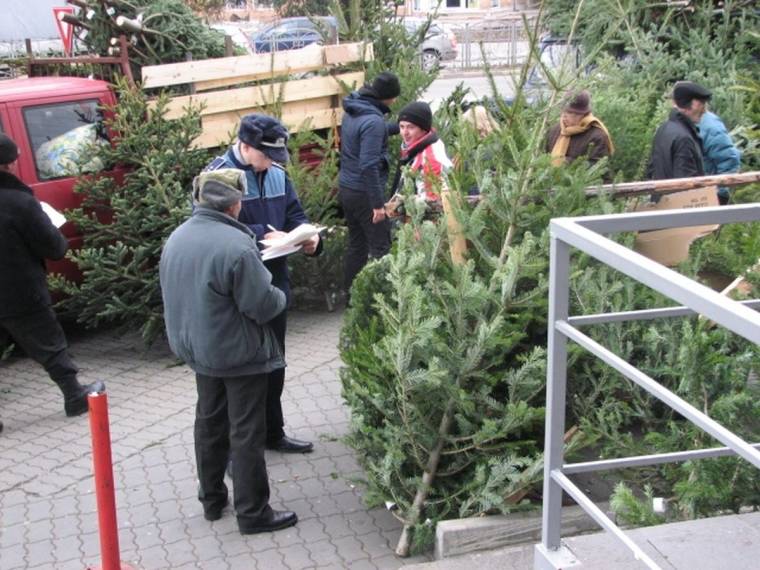 Több mint félezer karácsonyfát koboztak el
